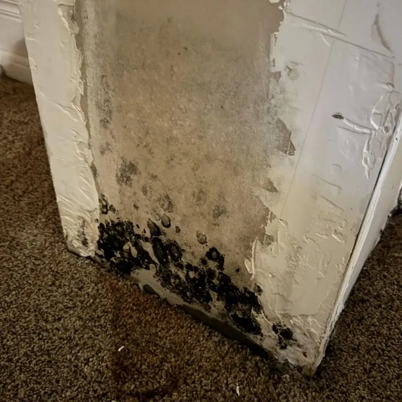 Professional Mold Removal in Bellevue, NE